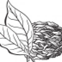 icon-loose-leaf